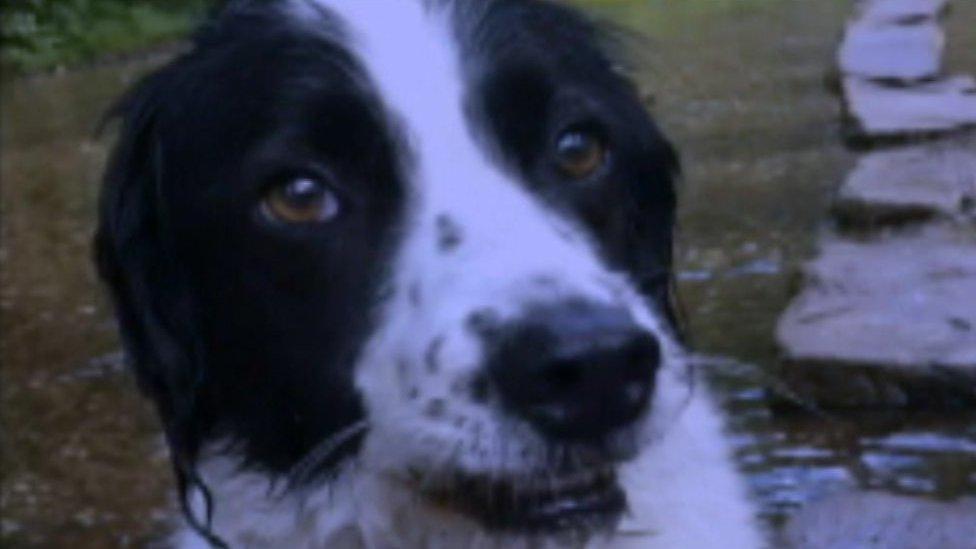 Jake died after Alabama Rot