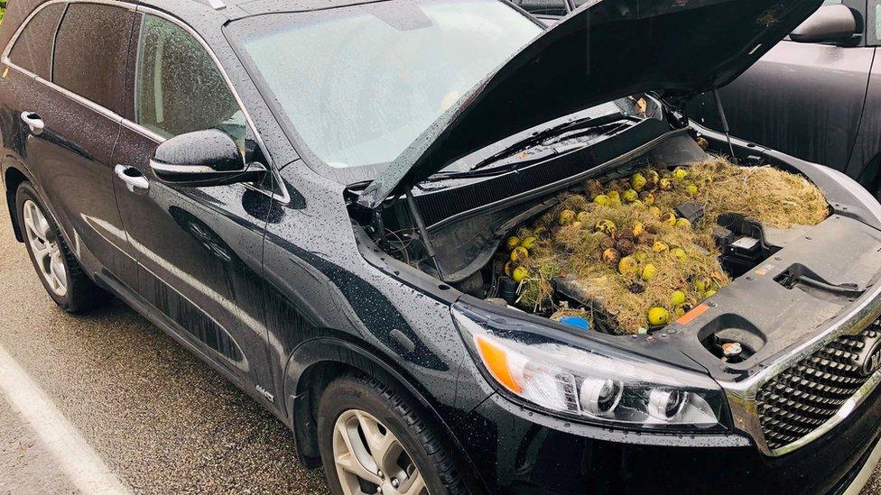 A car with the bonnet lifted to reveal the stash of walnuts and grass