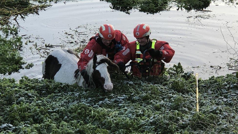 Horse being rescued