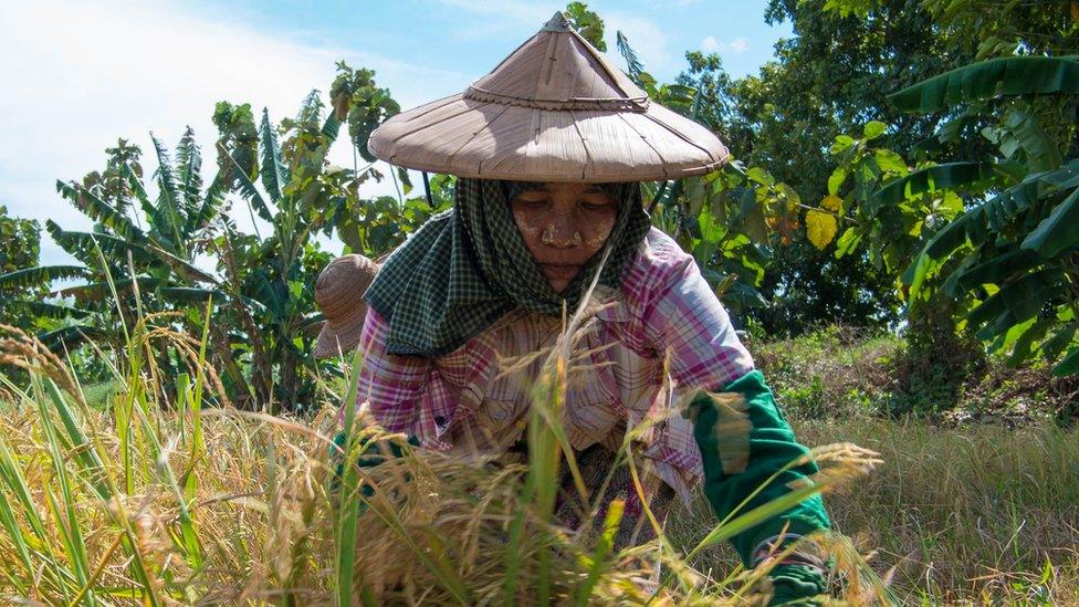 Farm worker Myint Tin