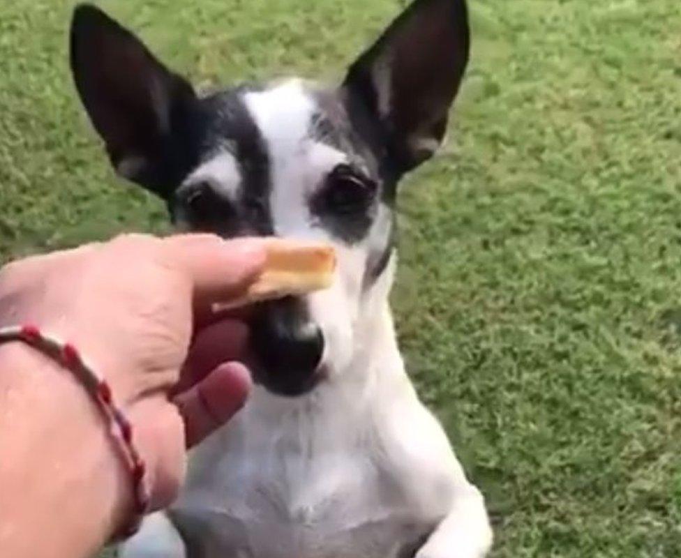 Pidi balances a biscuit on his nose