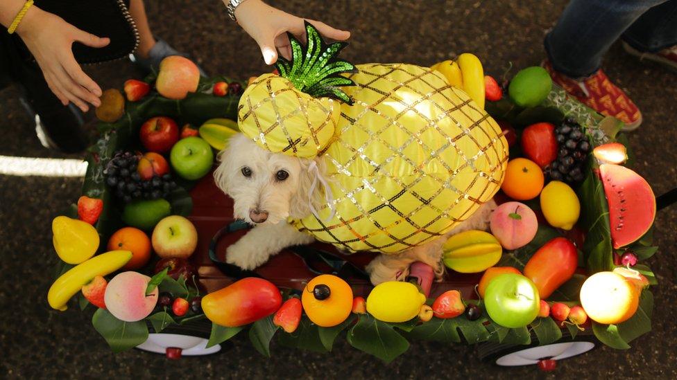 A dog wearing a bright yellow, sequined pineapple costume sitting in a tray filled with fruit.