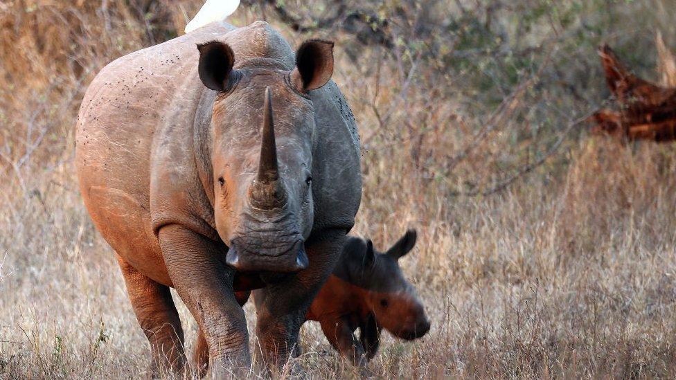 Rhino with baby rhino