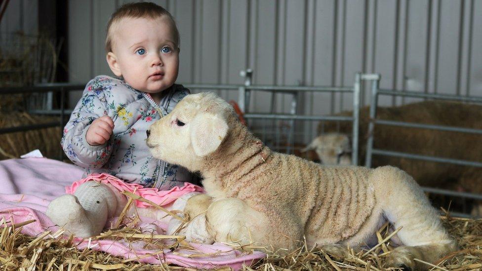 Baby Esmae and a 24lb Texel lamb