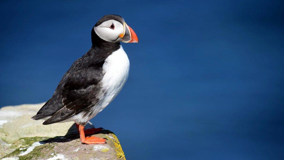 puffin-sitting-on-rock