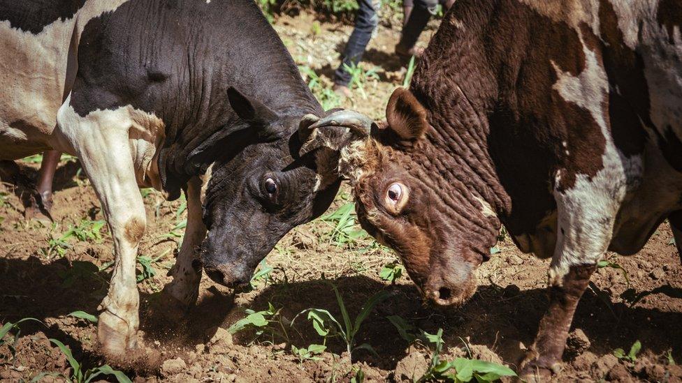 Bulls fighting - head-to-head - in western Kenya