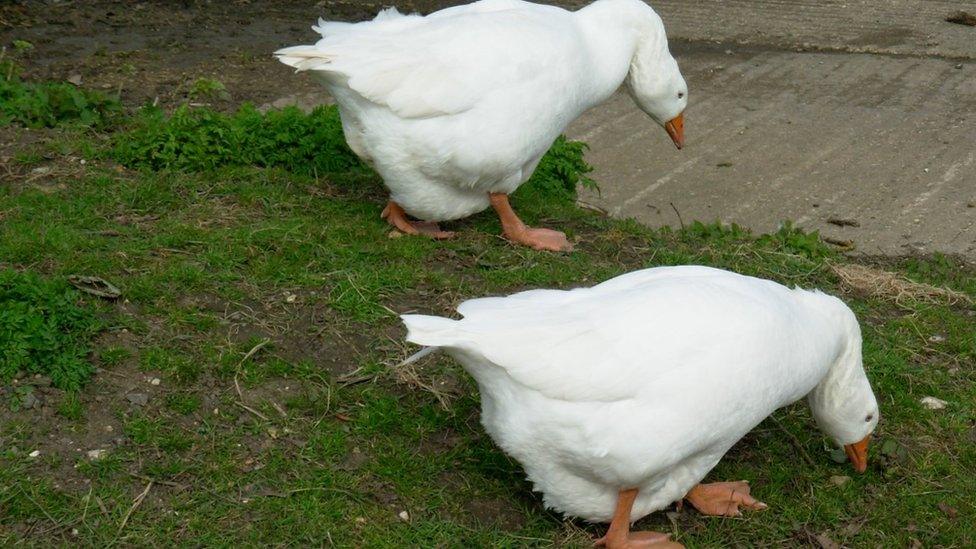 Geese generic