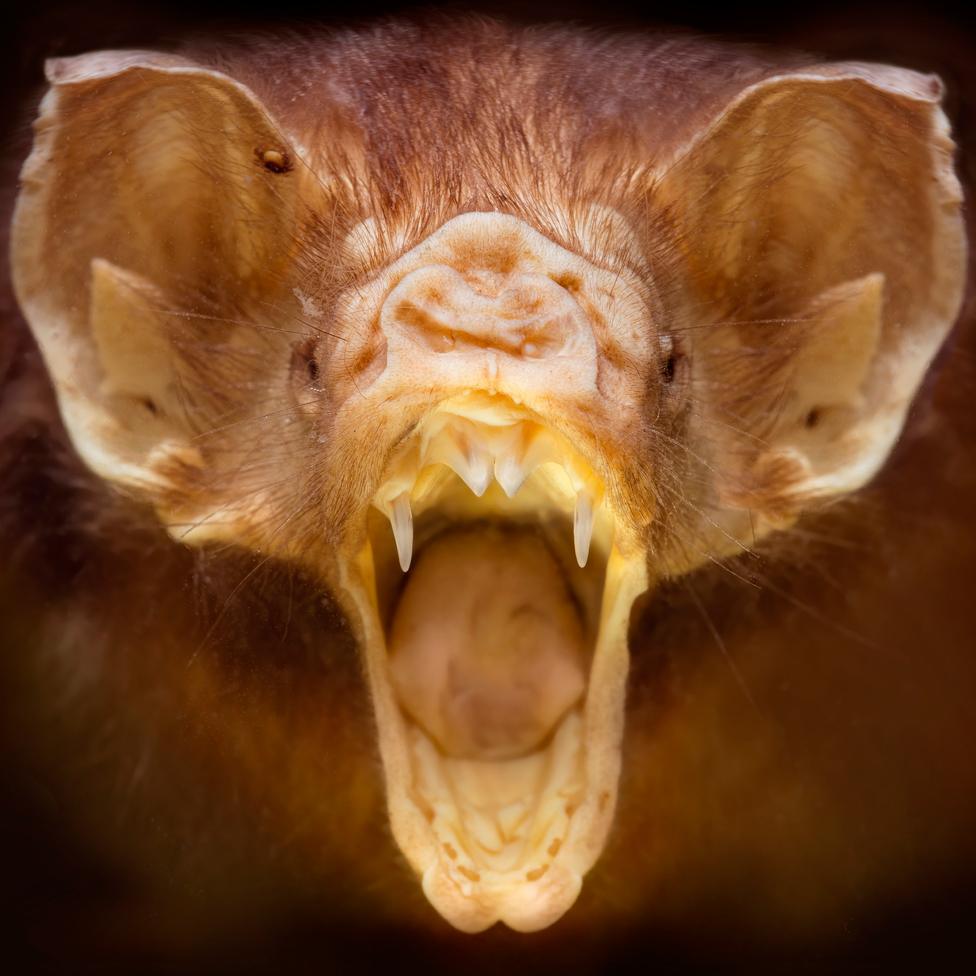 Vampire bat