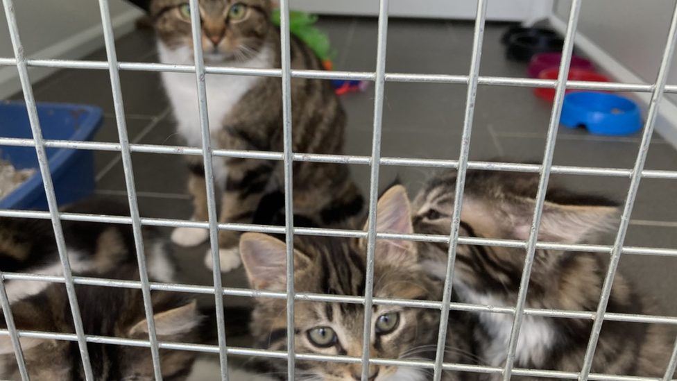 Three cats looking out through bars