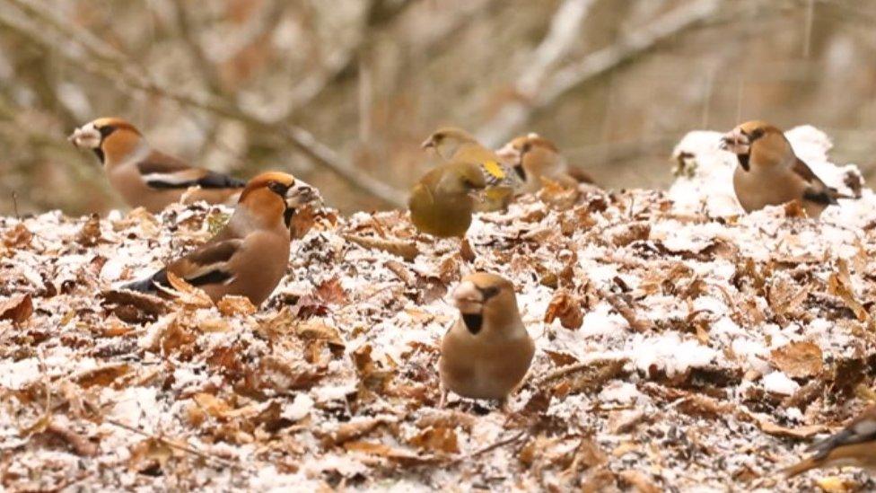 Hawfinches