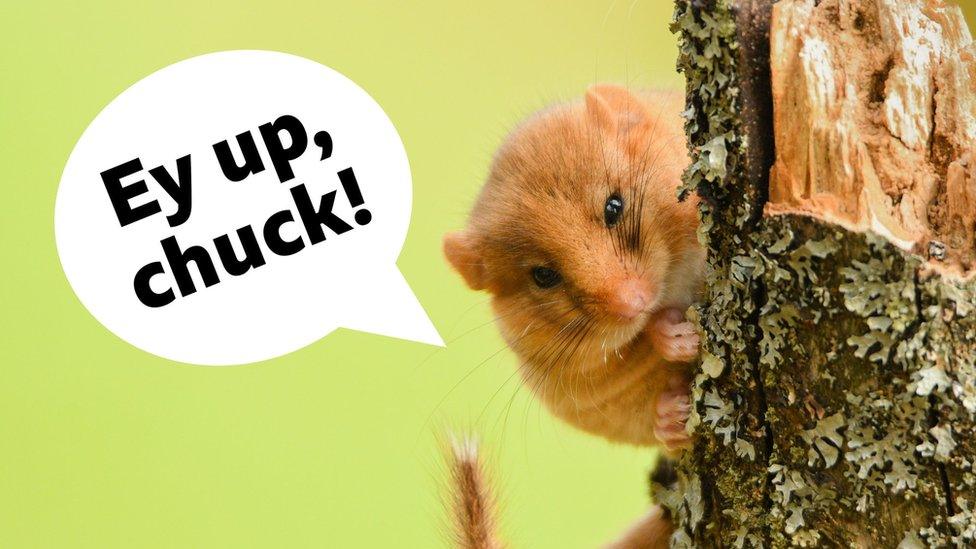 dormouse holding on to a tree with a speech bubble that reads "ey up, chuck"