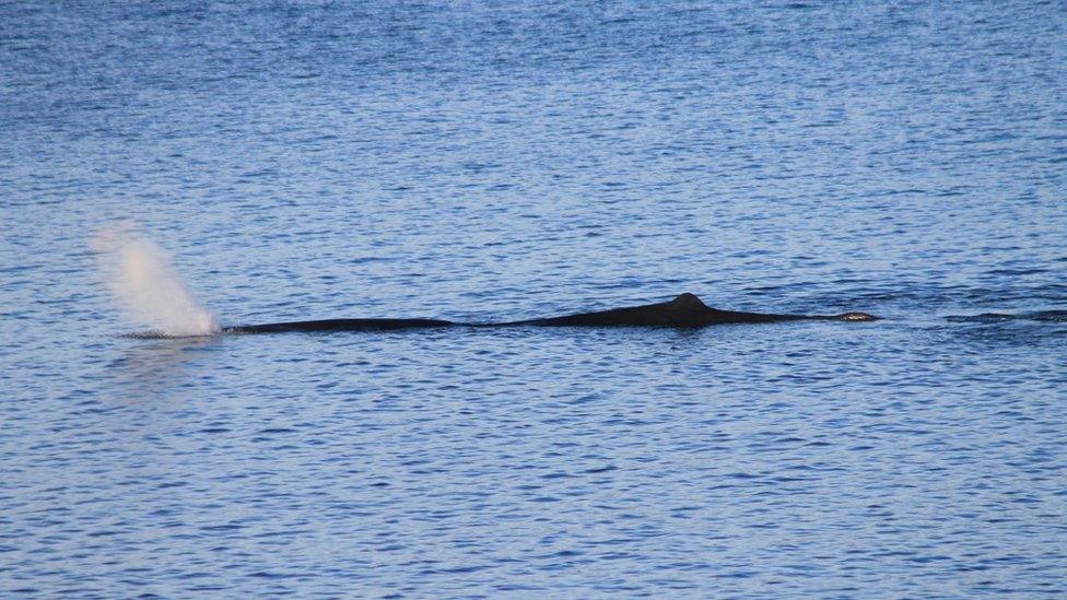 One of two sperm whales spotted off Skye in 2014