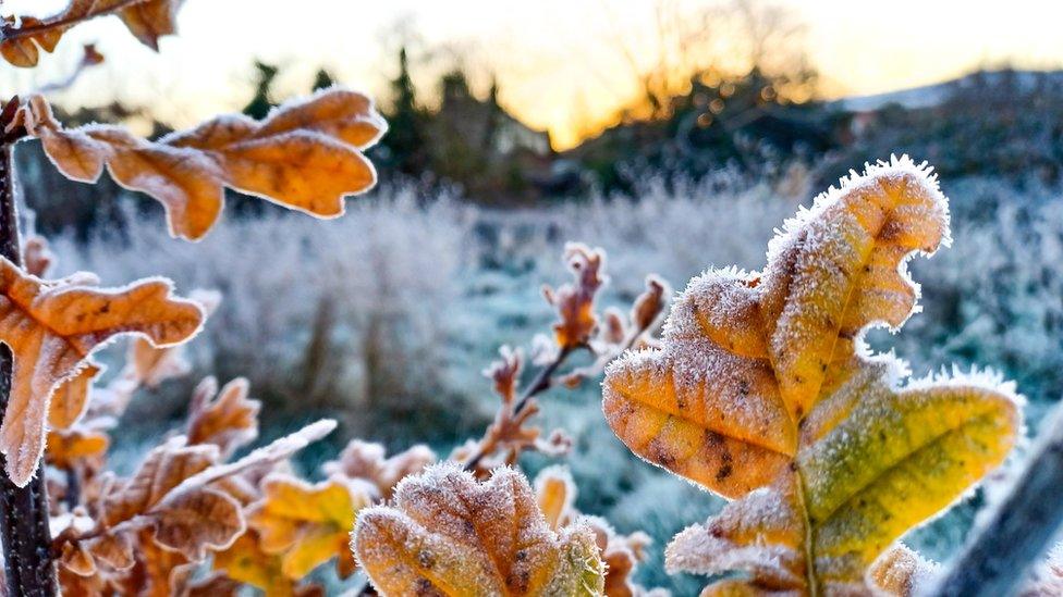 frost on leaves in the foreground of a frosty field