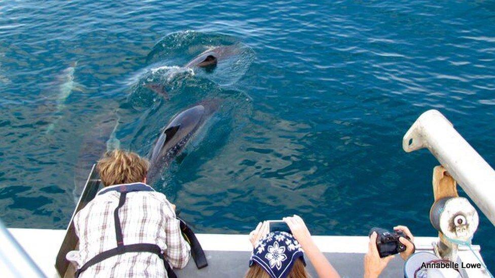 boat following dolphins