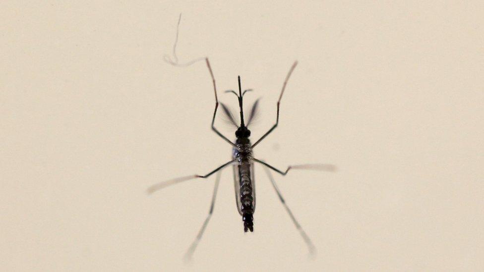 Mosquito in lab in Puerto Rico