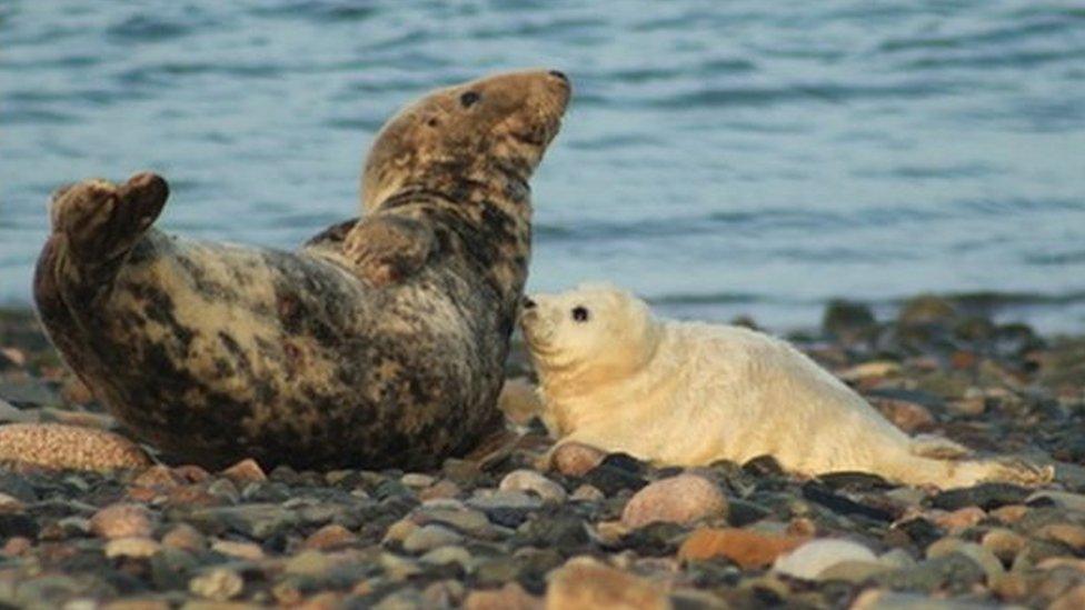 Grey seal pup and its mother