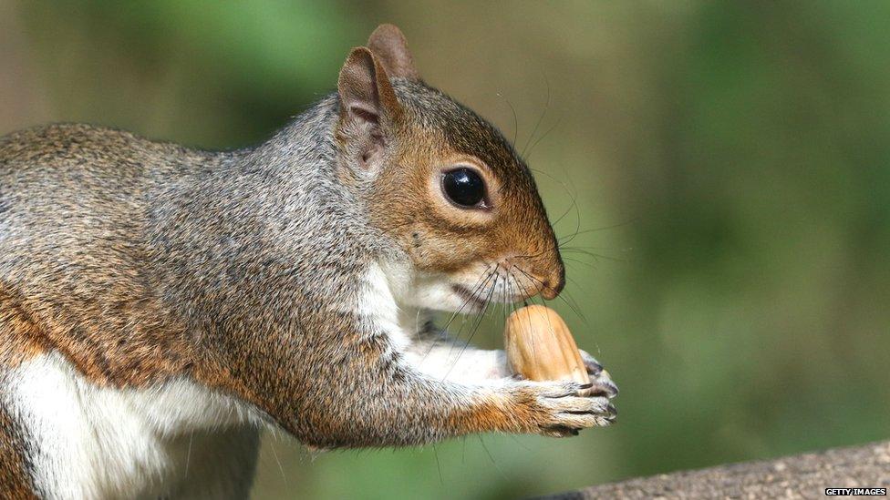 Squirrel eating an acorn