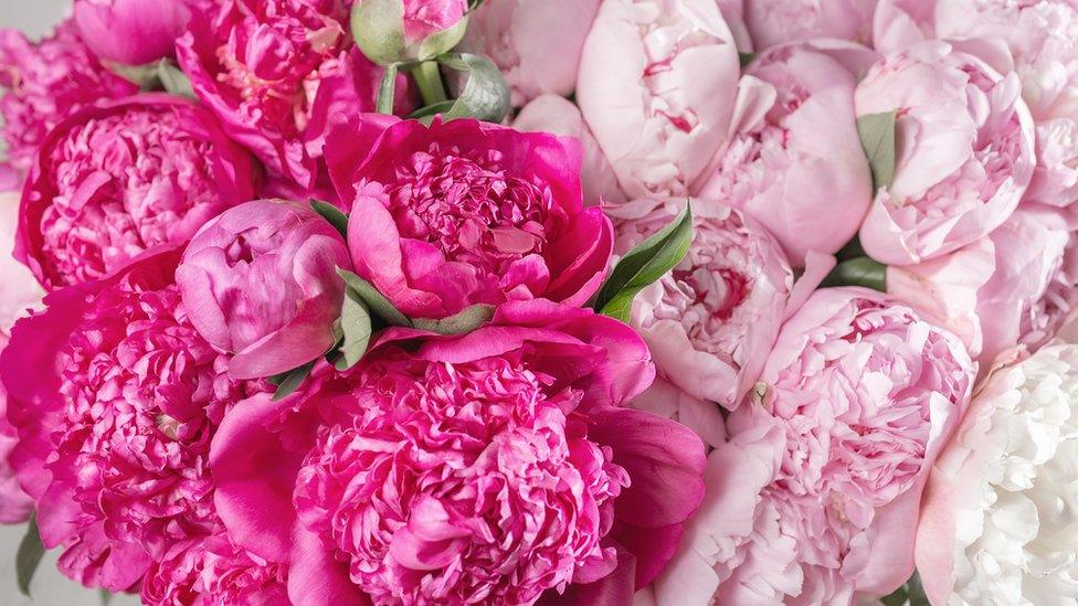 Meghan's favourite flowers peonies