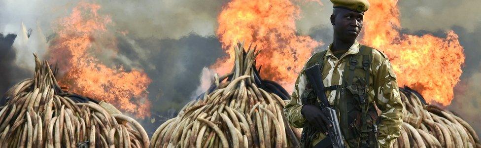 A Kenya Wildlife Services (KWS) ranger stands guard around illegal stockpiles of burning elephant tusks, ivory figurines and rhinoceros horns at the Nairobi National Park, Kenya - April 2016