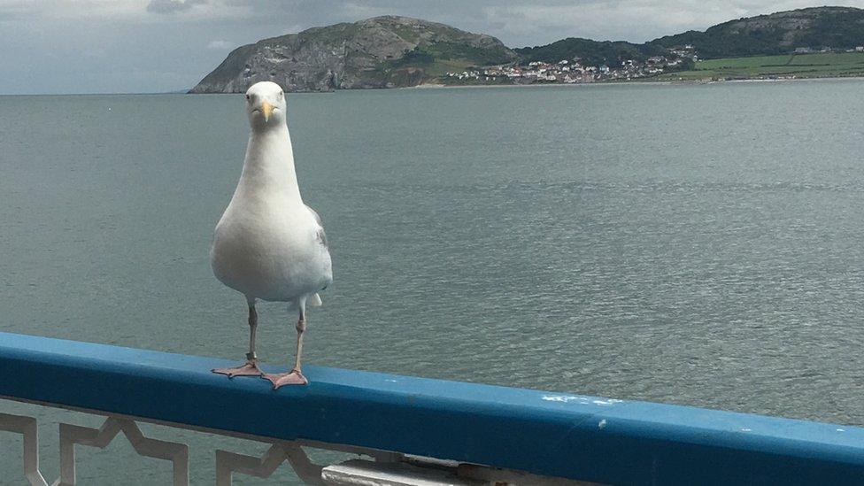 Seagull on Llandudno Pier with the Little Orme in the background