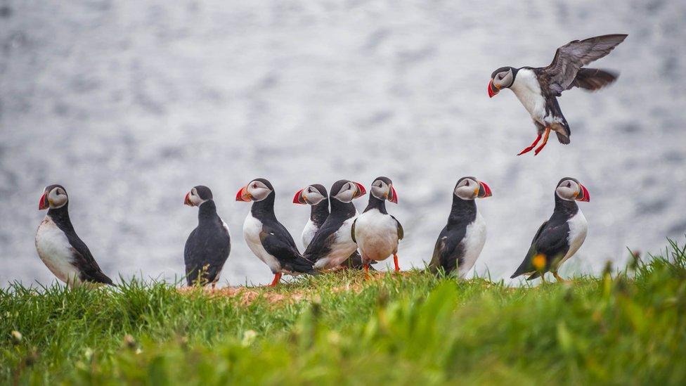 Puffins on Grimsey