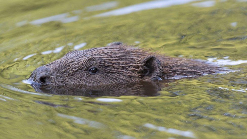 Beaver swimming