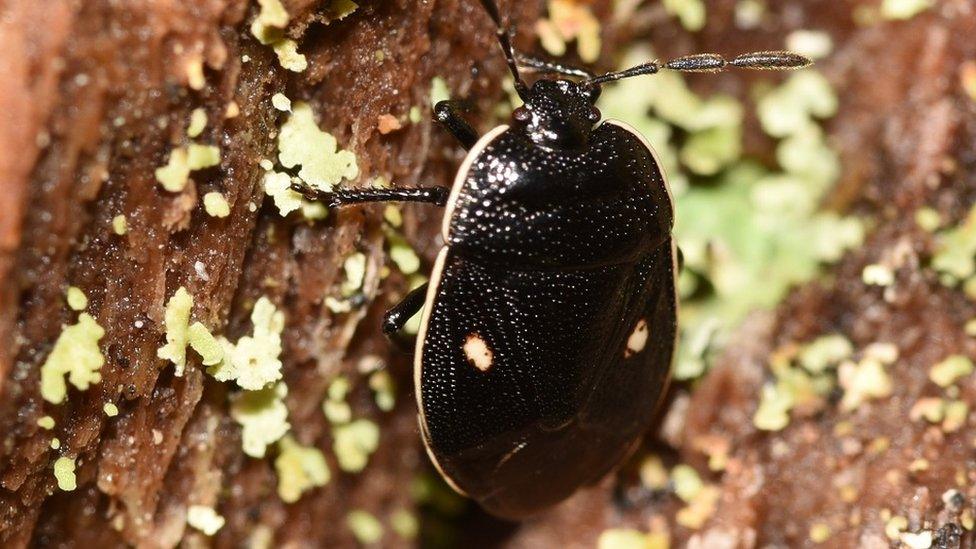 Cow wheat shieldbug