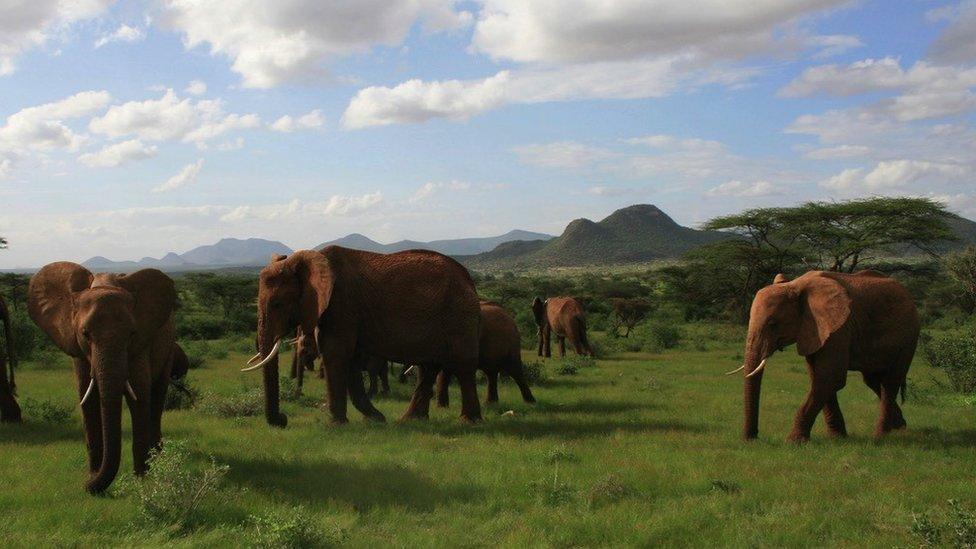 African elephant herd