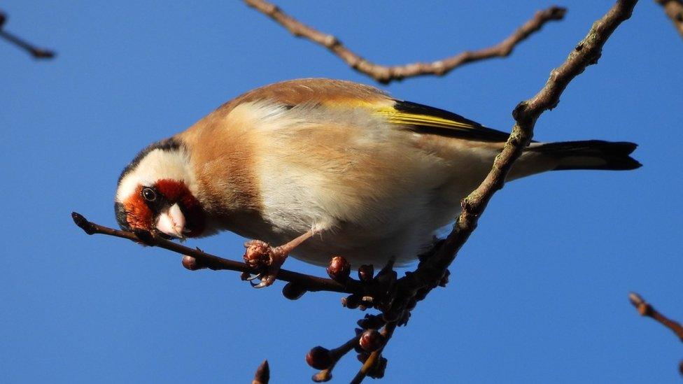 European Goldfinch