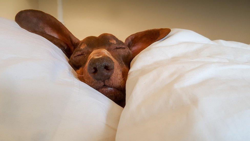 Dog in a duvet