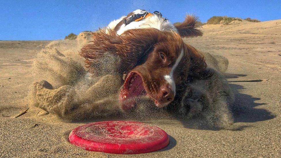 Spaniel Fly playing with his frisbee on the beach at Llanbedr, Gwynedd