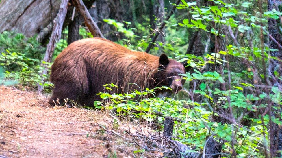 Black bear