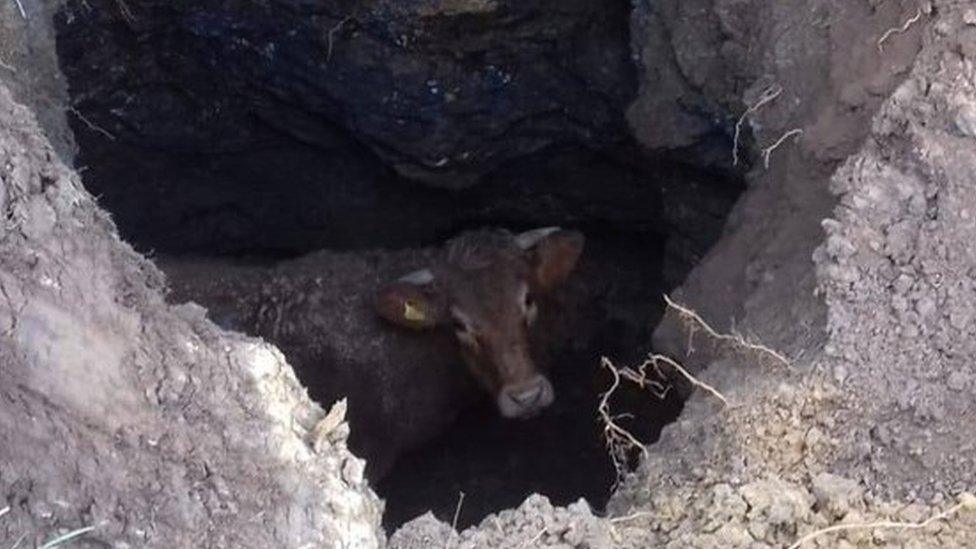 A cow in a hole