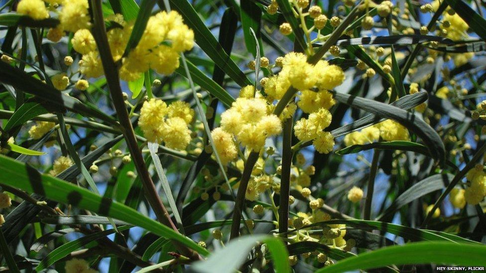 Australian Wattleseed plant