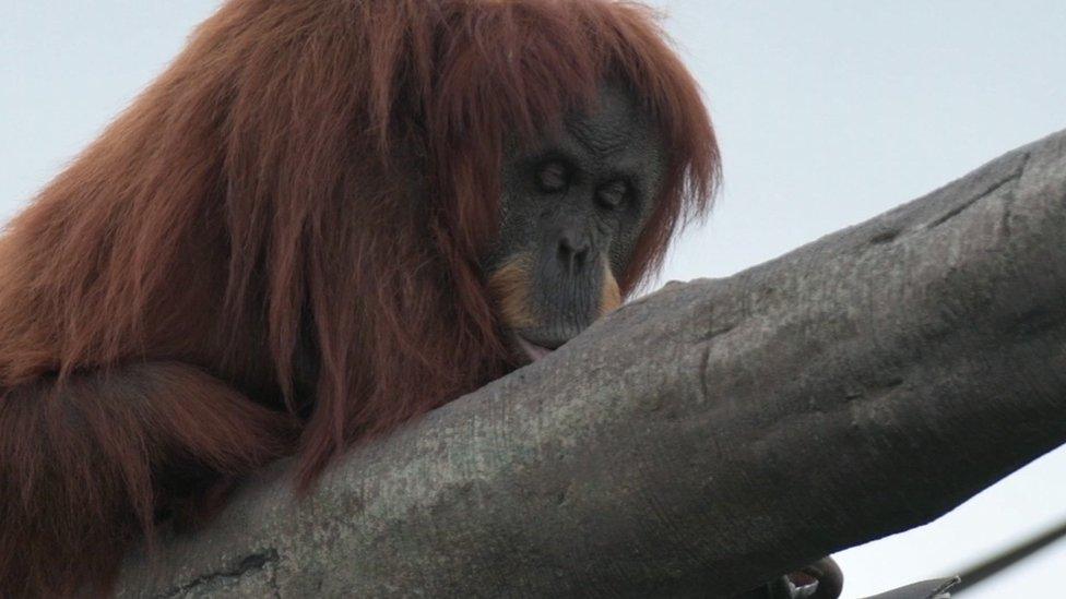 Orangutan