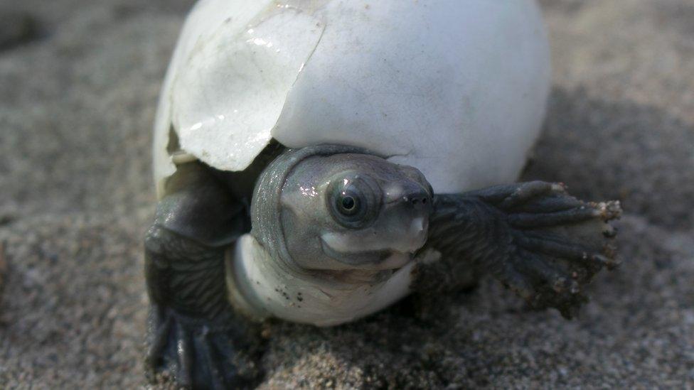 the Burmese roofed hatchling, also known as the smiling turtle