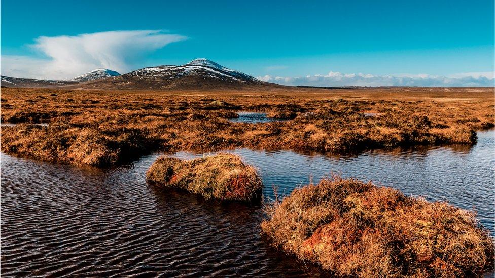 scottish-peatland