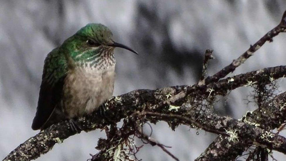 A female blue-throated hillstar hummingbird