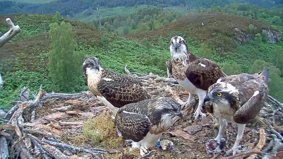 Ospreys