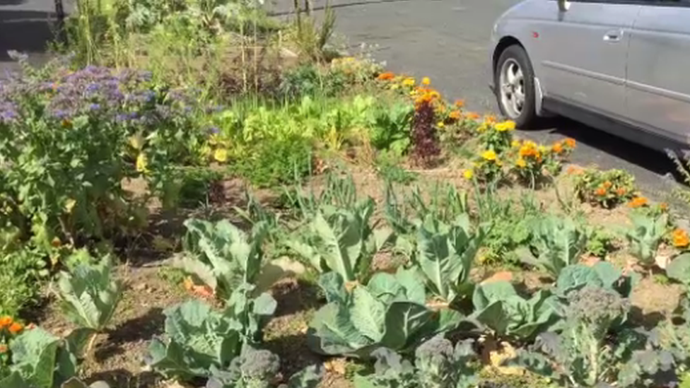 A verge garden full of vegetables