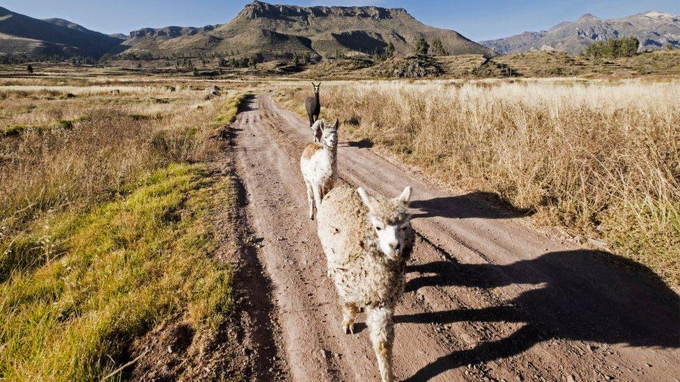 Alpacas in Peru