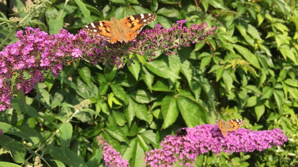 Painted lady butterflies