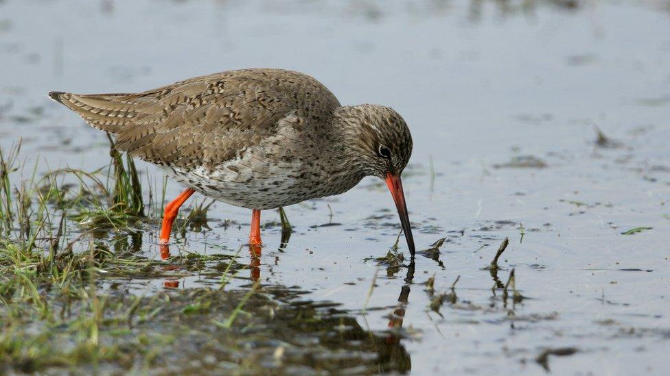 Redshank