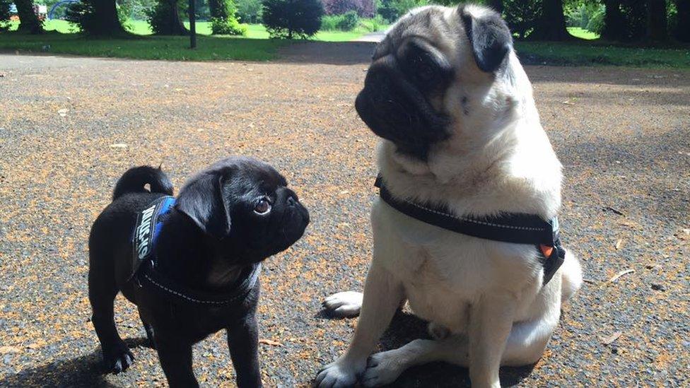 Picture of two pugs