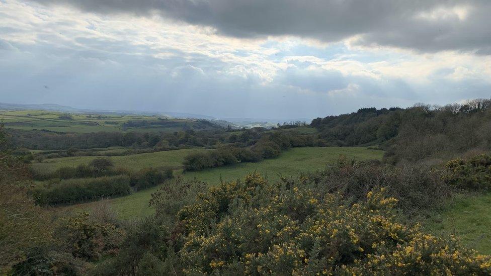 Rewilded areas at Mapperton Estate