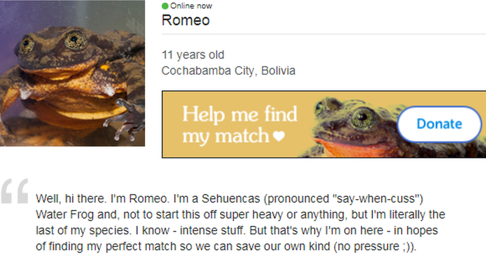 A screen grab of Romeo's online dating profile