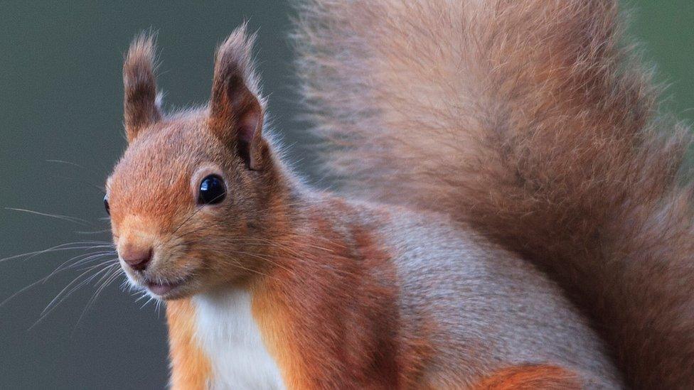 Red squirrel