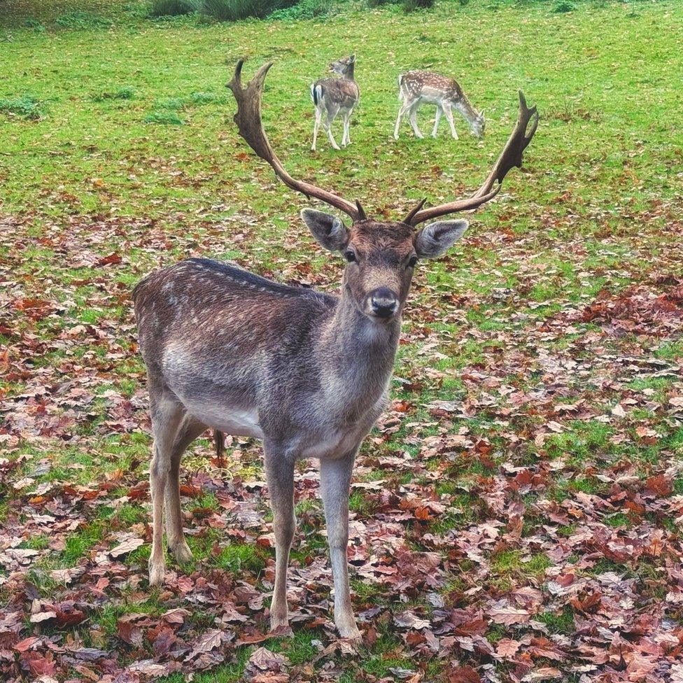 Wild deer in Knole Park in Sevenoaks, Kent