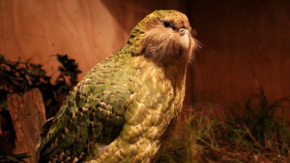 kakapo-parrot