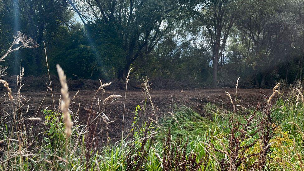 Ham Mere with grasses and reeds in the foreground, an open area where trees have been removed in the middle ground revealing black soil and green trees in the distance.